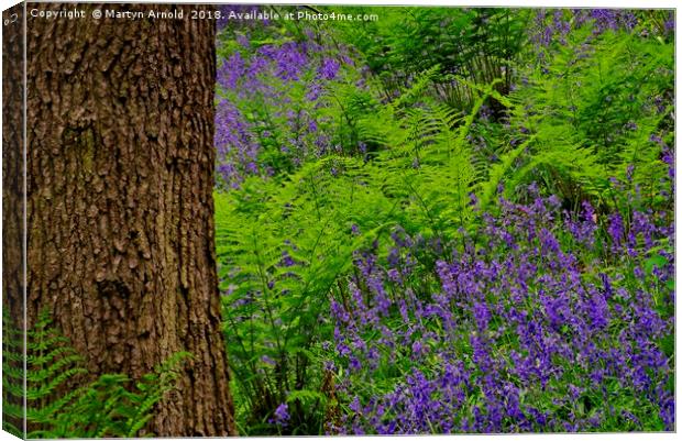 Bluebell Wood Colours Canvas Print by Martyn Arnold
