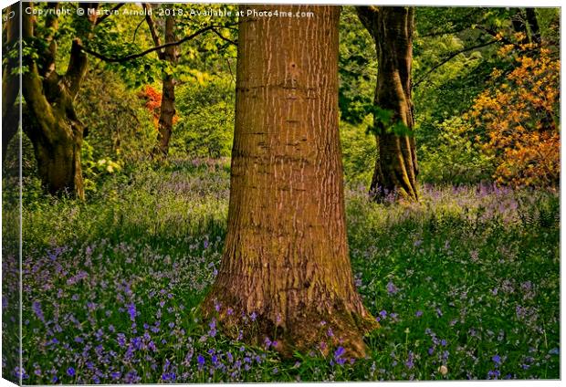 Magical Spring Woodland Canvas Print by Martyn Arnold