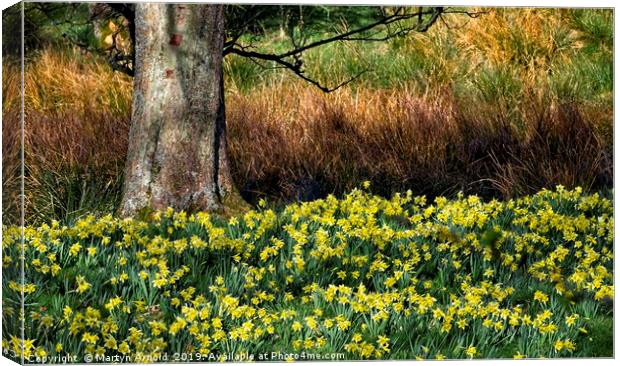 Daffodil Valley, Farndale, Yorkshire Canvas Print by Martyn Arnold
