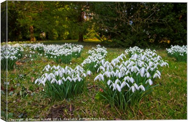 Snowdrops (Galanthus) at Thorp Perrow Canvas Print by Martyn Arnold