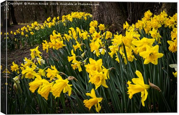 Spring Daffodils at Hardwick Park Canvas Print by Martyn Arnold