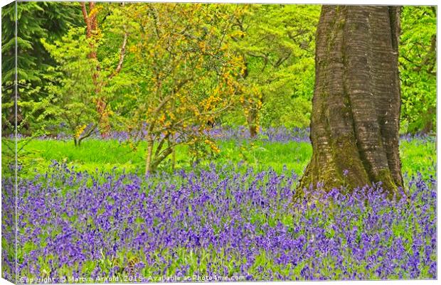 Spring Bluebells and Blossom Canvas Print by Martyn Arnold