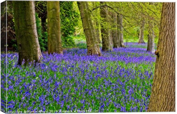 Carpet of Spring Woodland Bluebells Canvas Print by Martyn Arnold