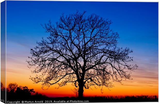 Sunset Tree Canvas Print by Martyn Arnold