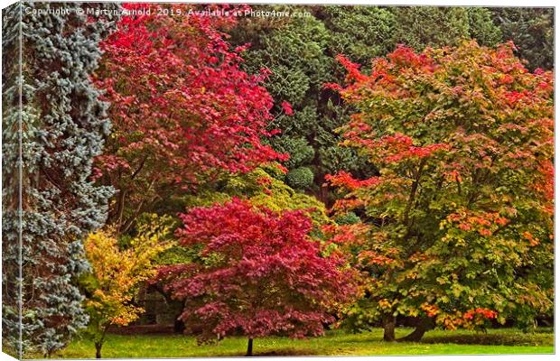 Acer Glade in Autumn Canvas Print by Martyn Arnold