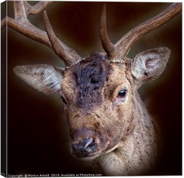 Fallow Deer Stag Portrait Canvas Print by Martyn Arnold
