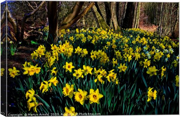 Woodland Daffodils Canvas Print by Martyn Arnold