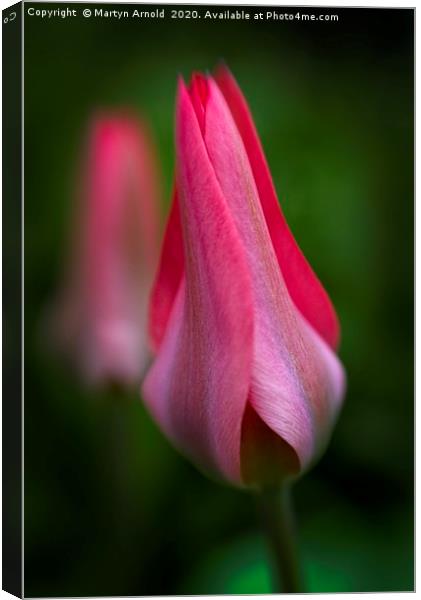 Unfolding Tulip Canvas Print by Martyn Arnold