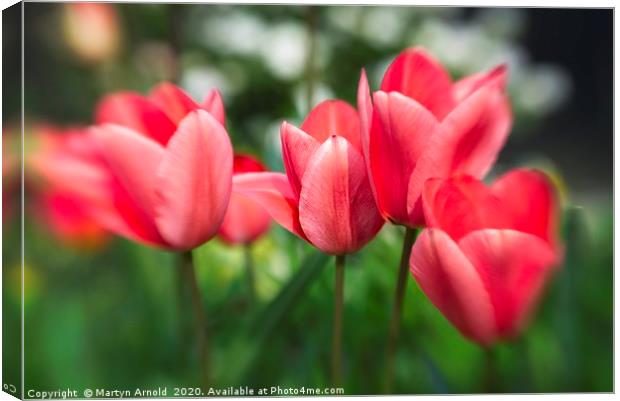 Pink Tulips Canvas Print by Martyn Arnold