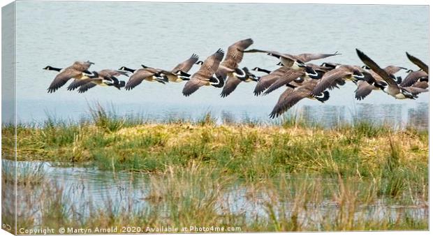 Canada Geese at Rutland Water Canvas Print by Martyn Arnold