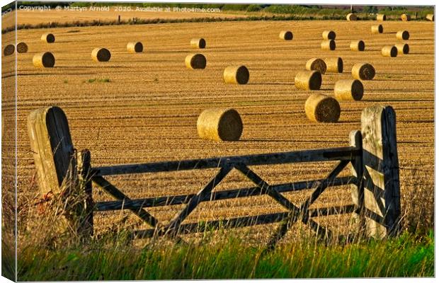 Golden Harvest Canvas Print by Martyn Arnold