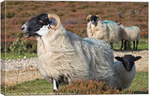 Moorland Sheep Canvas Print by Martyn Arnold