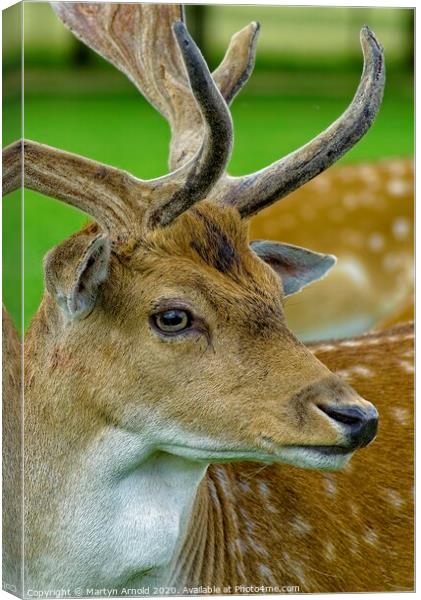 Fallow Deer Stag Canvas Print by Martyn Arnold
