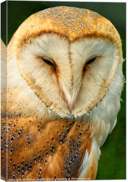 Barn Owl Portrait, British Birds of Prey Canvas Print by Martyn Arnold