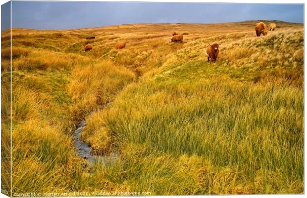 Moorland Cattle Canvas Print by Martyn Arnold