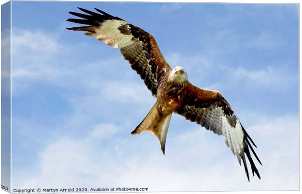 Soaring Red Kite in flight Canvas Print by Martyn Arnold
