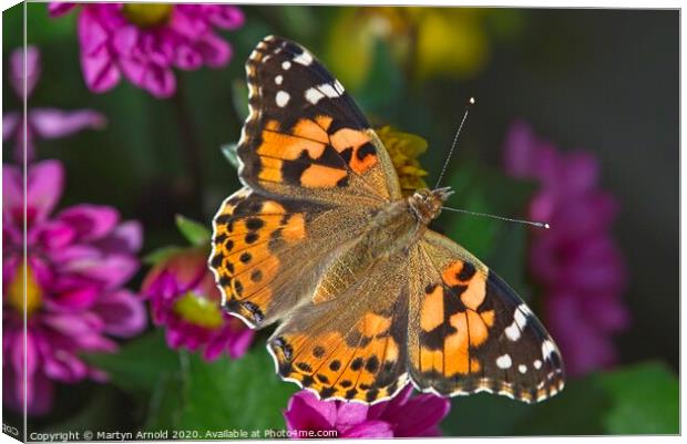 Painted Lady Butterfly (Vanessa cardui) Canvas Print by Martyn Arnold