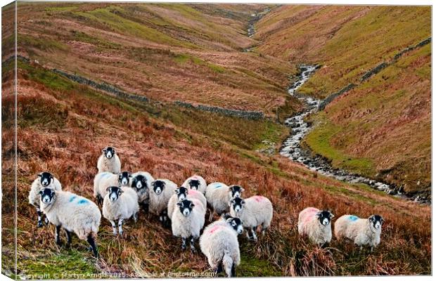 Swaledale Sheep in Weardale, North Pennines Landsc Canvas Print by Martyn Arnold