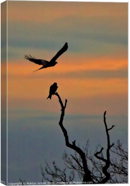 Red Kite Roost, Northamptonshire Canvas Print by Martyn Arnold