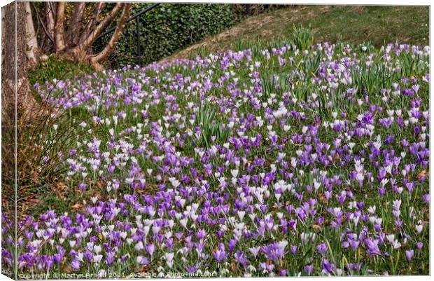 Spring Crocuses Canvas Print by Martyn Arnold