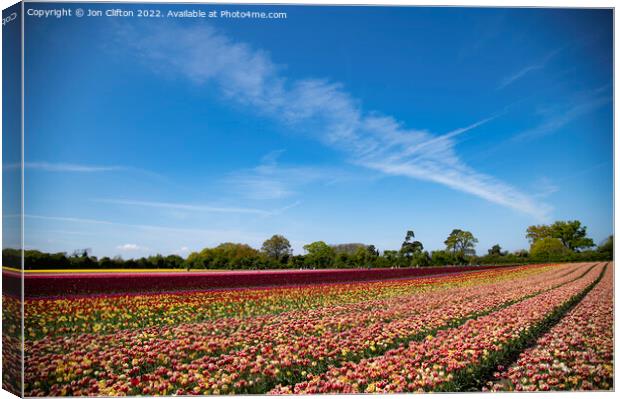 Norfolk Tulips - A Burst of Colour Canvas Print by Jon Clifton