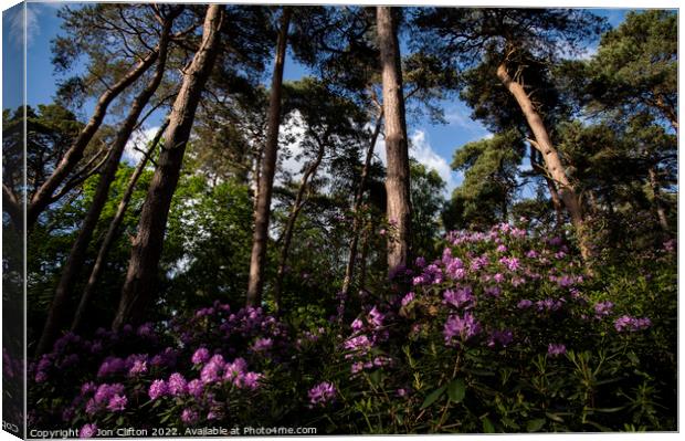 Sandringham Rhododendrons Canvas Print by Jon Clifton