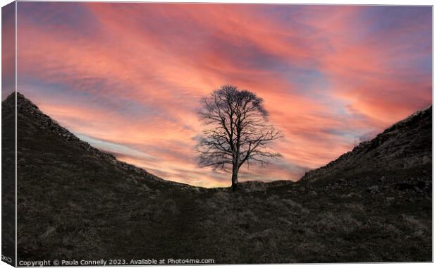 Sycamore Gap in Winter Canvas Print by Paula Connelly