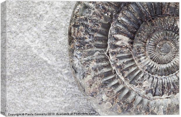 Ammonite Canvas Print by Paula Connelly