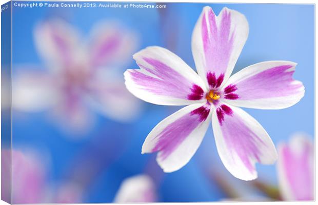 Phlox on blue Canvas Print by Paula Connelly