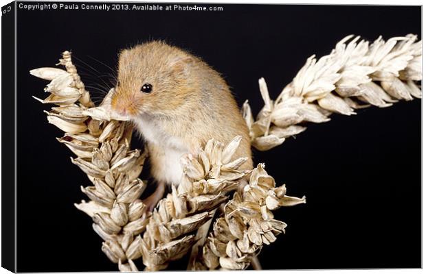 Harvest Mouse Canvas Print by Paula Connelly