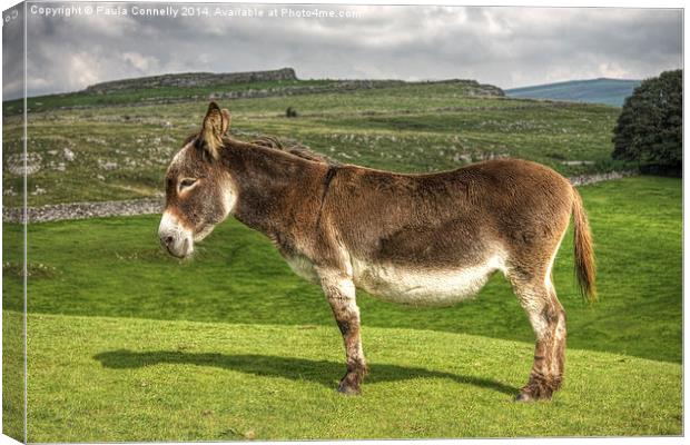 Donkey in the Dales Canvas Print by Paula Connelly