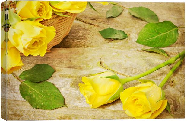 Yellow Roses Canvas Print by Paula Connelly