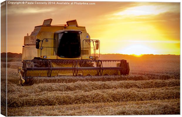 Harvesting at sunset Canvas Print by Paula Connelly