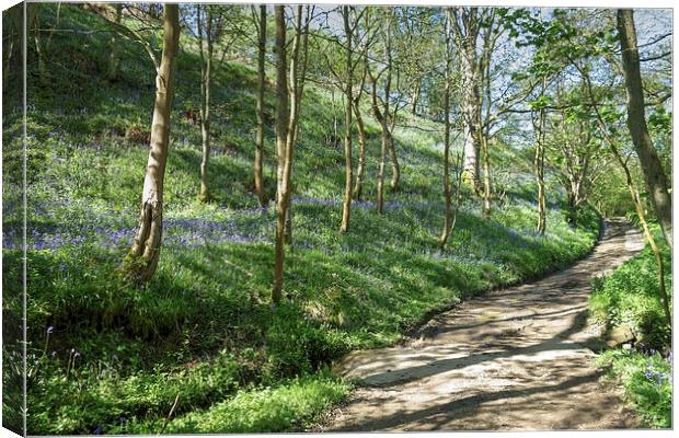 Country lane through a bluebell wood Canvas Print by Paula Connelly