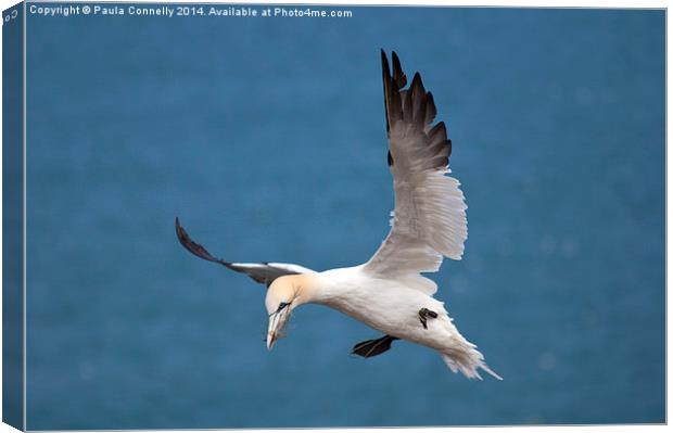 Gannet in flight Canvas Print by Paula Connelly