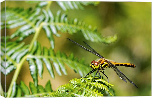 Black darter Canvas Print by James Cheesman