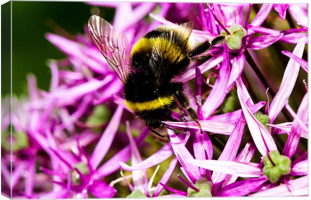 Busy Bee Canvas Print by James Cheesman