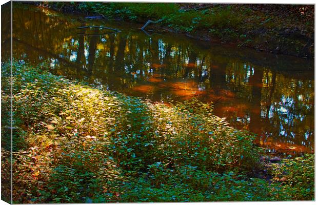 Stream Reflection with Dappled Sunlight Canvas Print by Scott Hubert