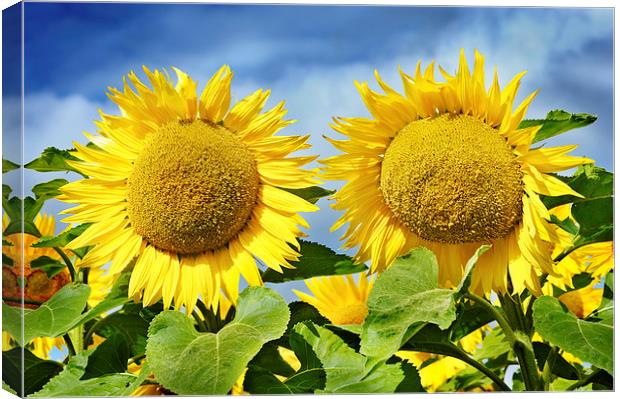 Happy Provencal sunflowers Canvas Print by Jean Gill