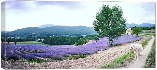 Lavender panorama with dog Canvas Print by Jean Gill