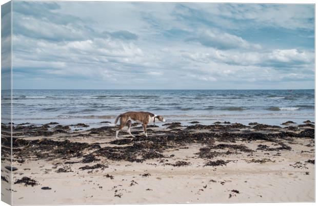 Borzoi stalking Alnmouth Beach Canvas Print by Jean Gill