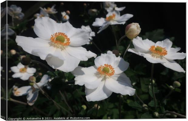 Japanese Anemones Canvas Print by Antoinette B