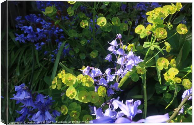 Euphorbias and Bluebells Canvas Print by Antoinette B