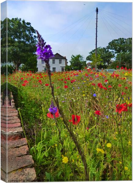 The Triangle Community Garden in Hythe Kent  Canvas Print by Antoinette B