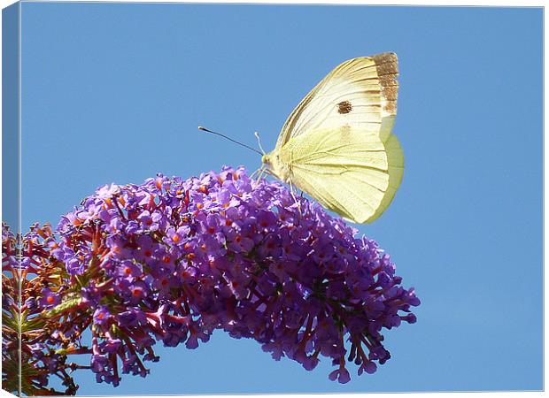 Large White Butterfly Canvas Print by Antoinette B