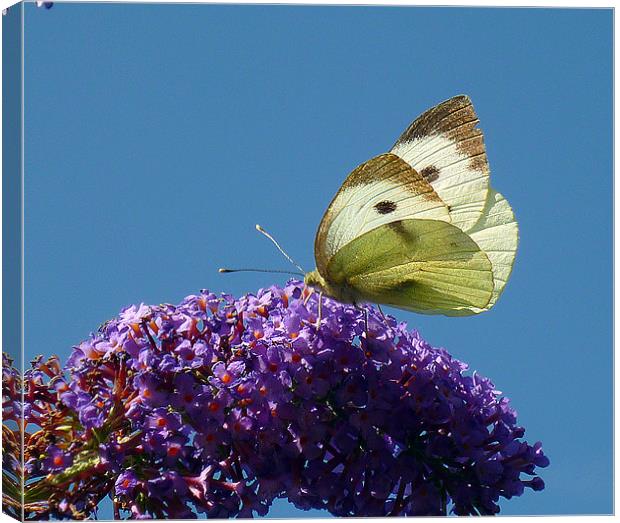 Large White Butterfly Canvas Print by Antoinette B