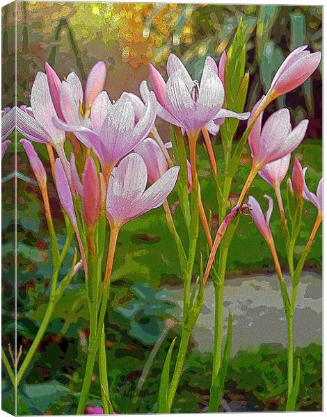 Kaffir Lilies Canvas Print by Antoinette B