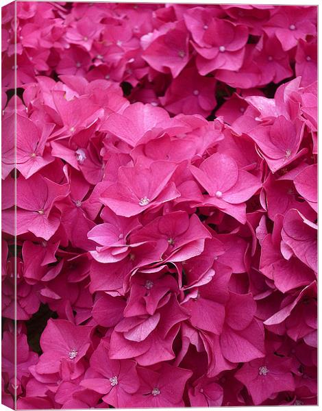 Hydrangea Petals Canvas Print by Antoinette B