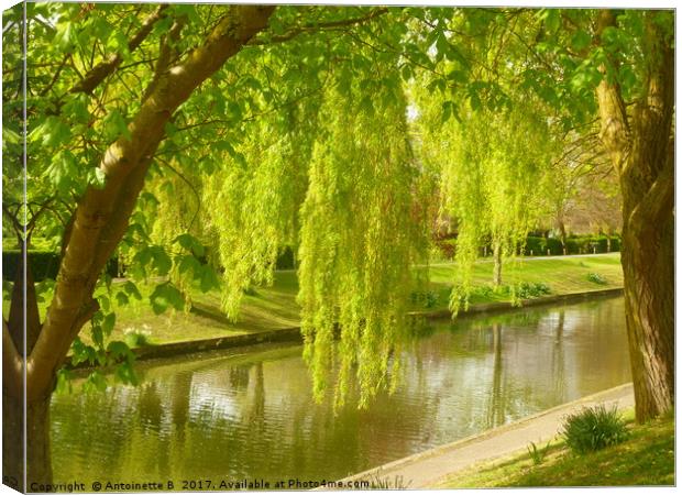 Willow Trees In Spring  Canvas Print by Antoinette B