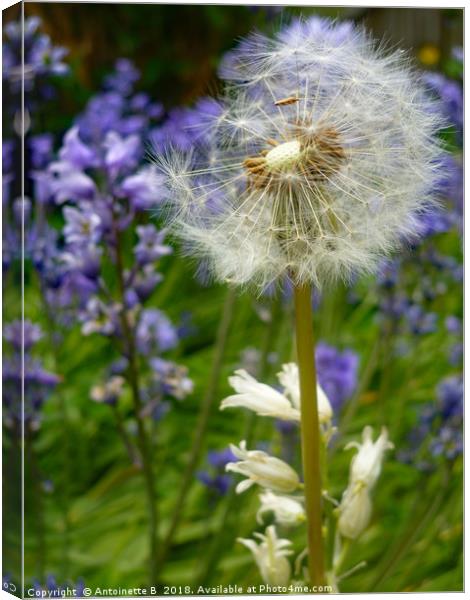 Dandelion seed head  Canvas Print by Antoinette B